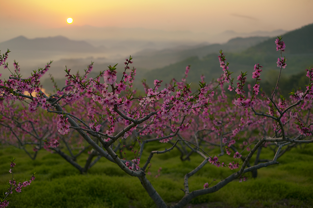 2008 봄, 복사꽃 대표이미지